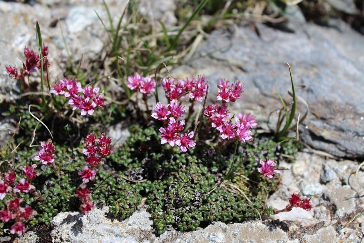 Sassifraga retusa 2