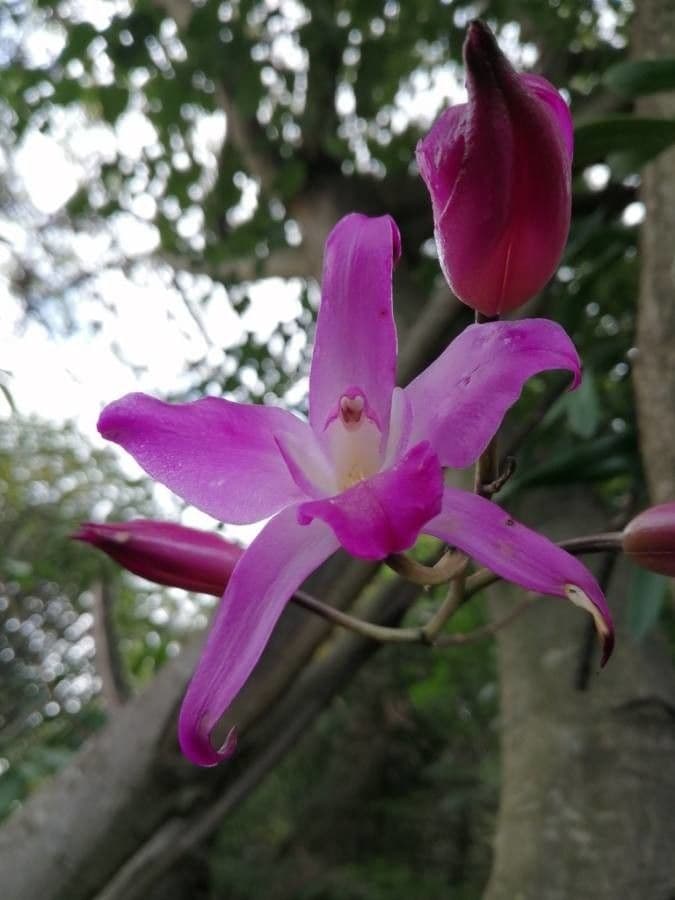 Laelia 3