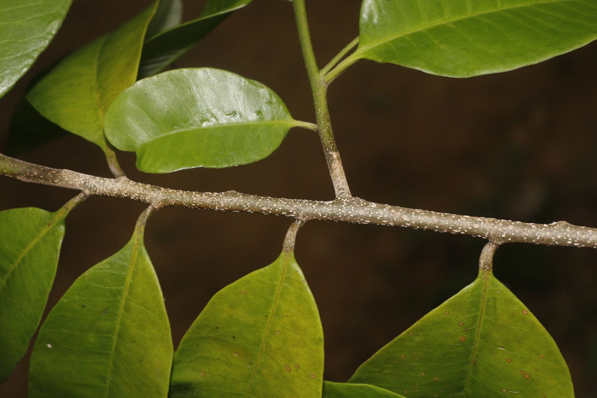 Aspidosperma