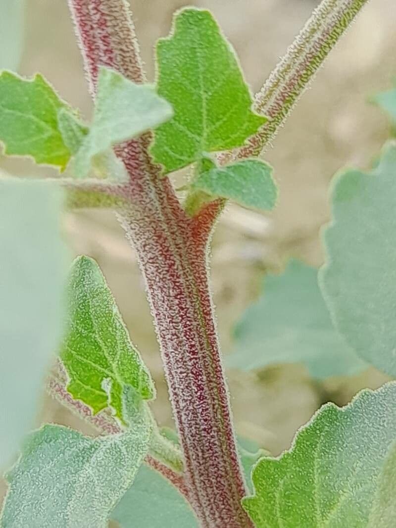 Komosa figolistna 25