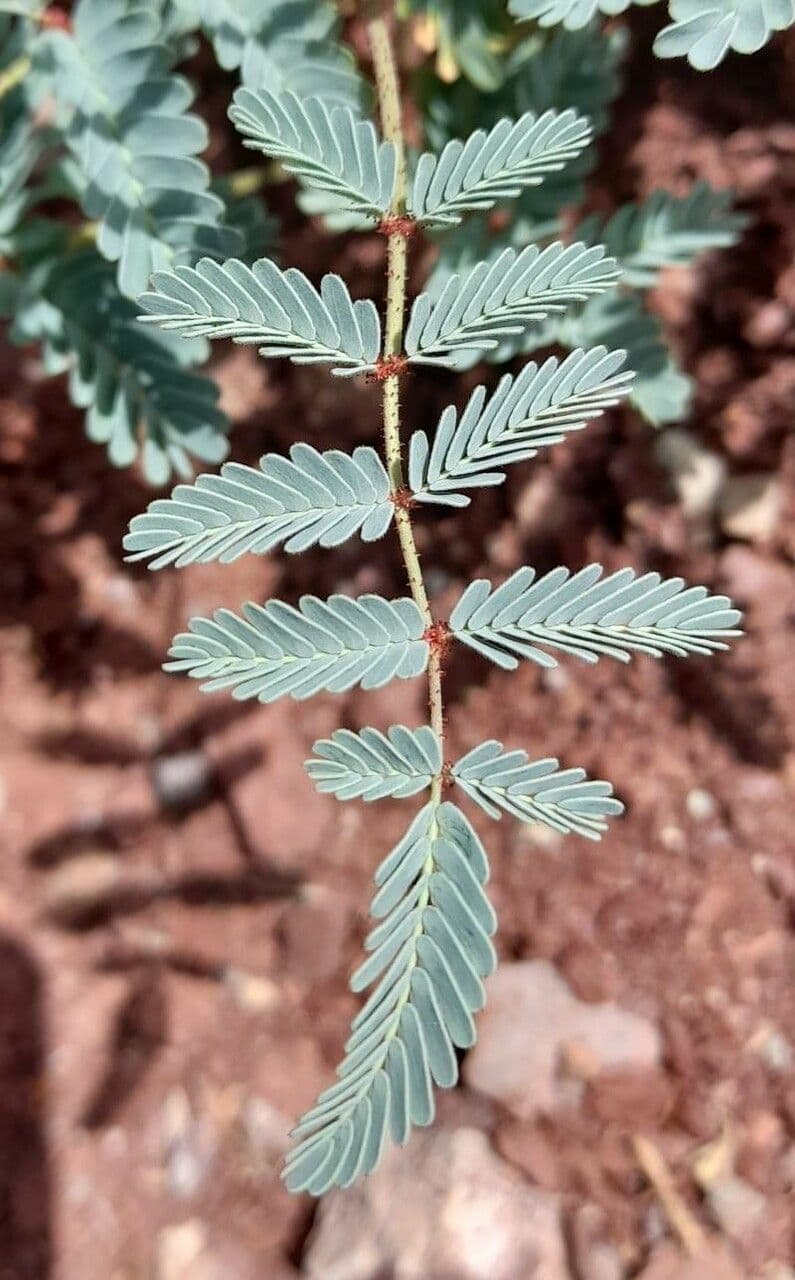 Hoffmannseggia glauca 16