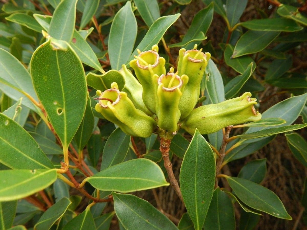 Syzygium 13
