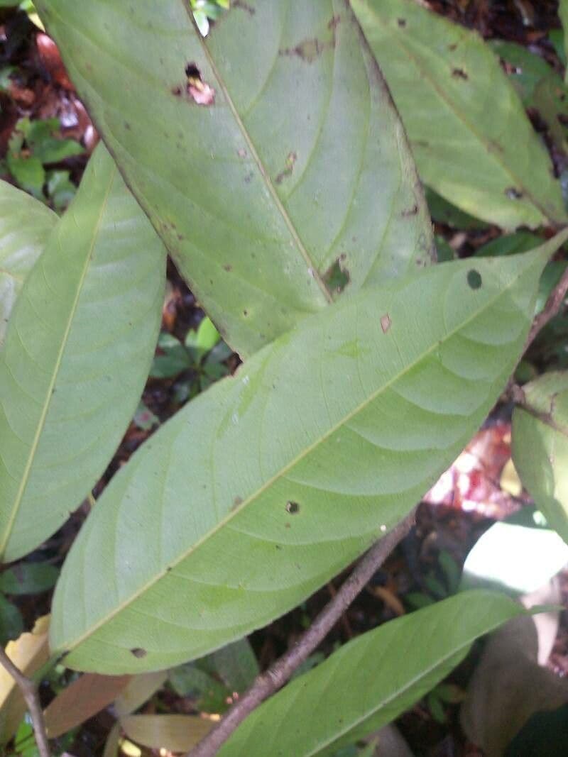 Lecythis 4