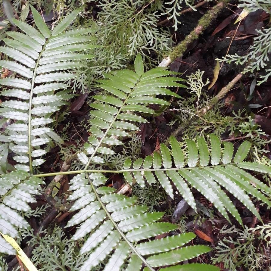 Ptisana 10