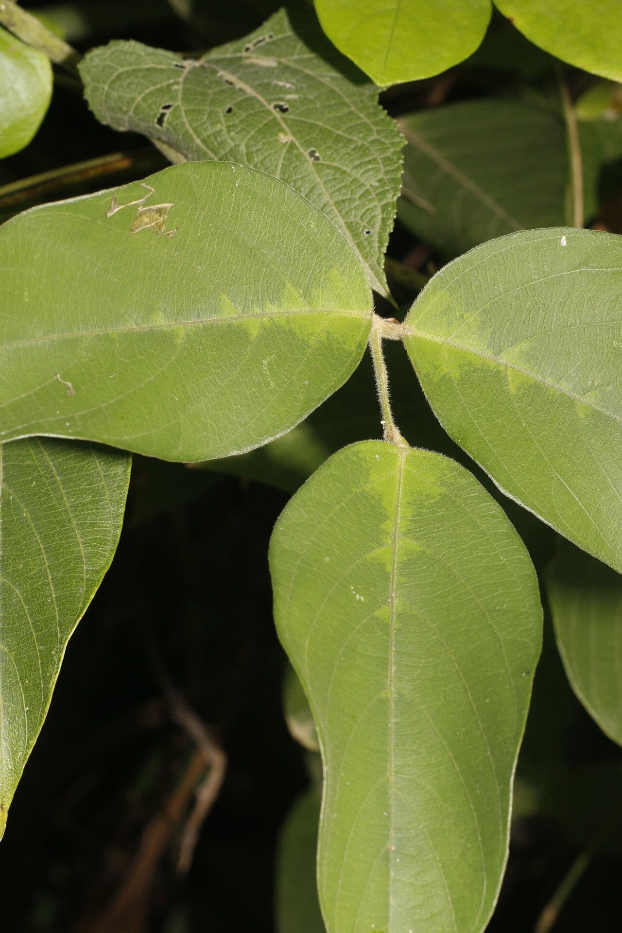 Centrosema macrocarpum 5