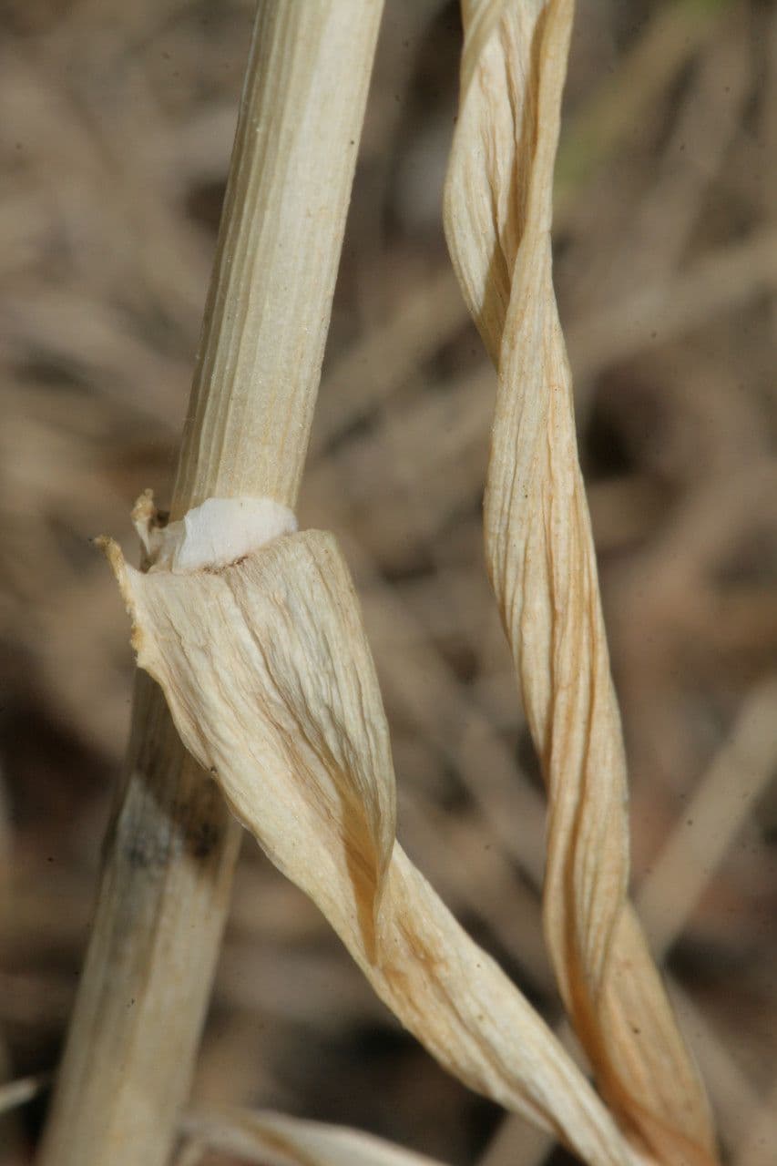 Aglio 23