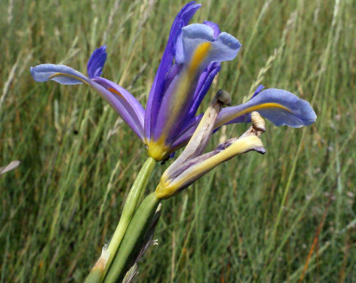 Iris xiphium