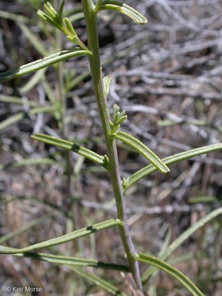 Penstemon-Penstemon 16