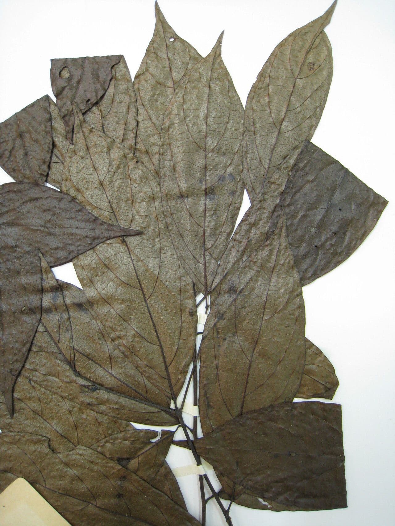 Cordia
