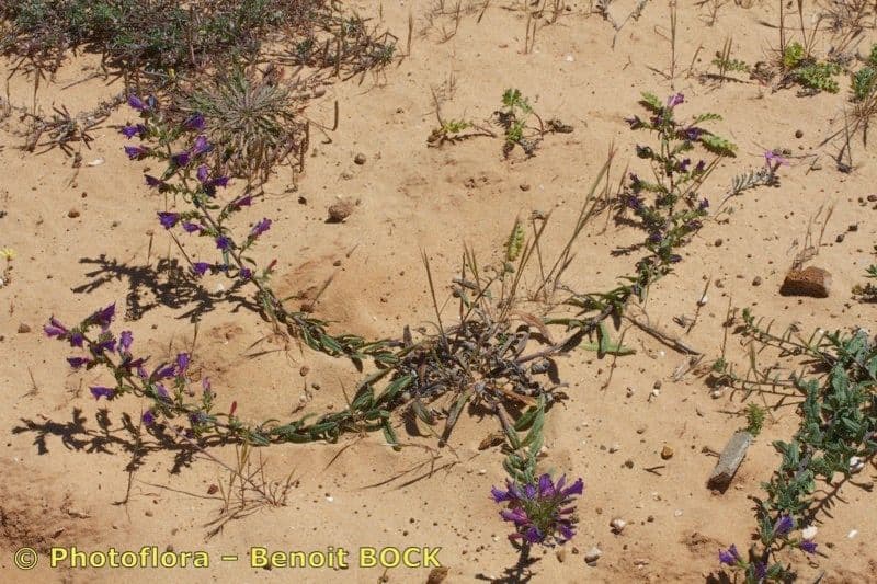 Echium 7