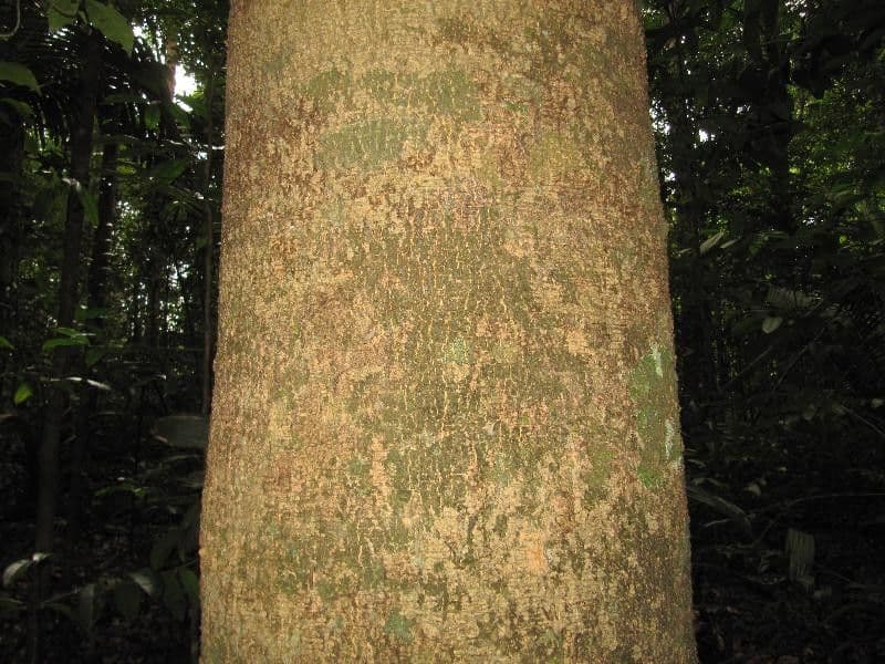 Enterolobium 2