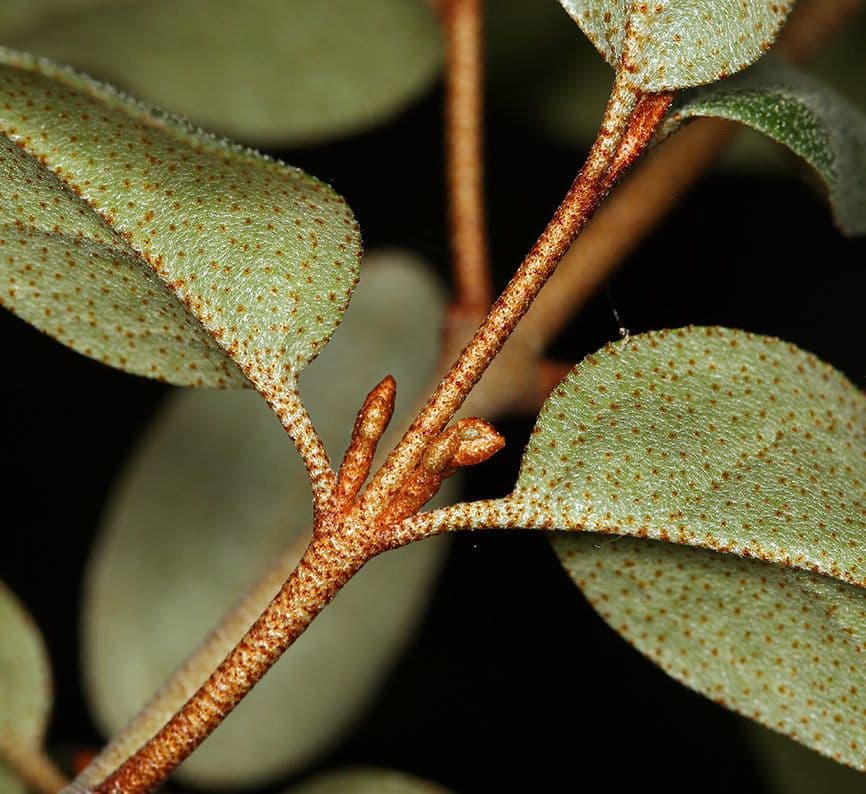 Shepherdia canadensis 22