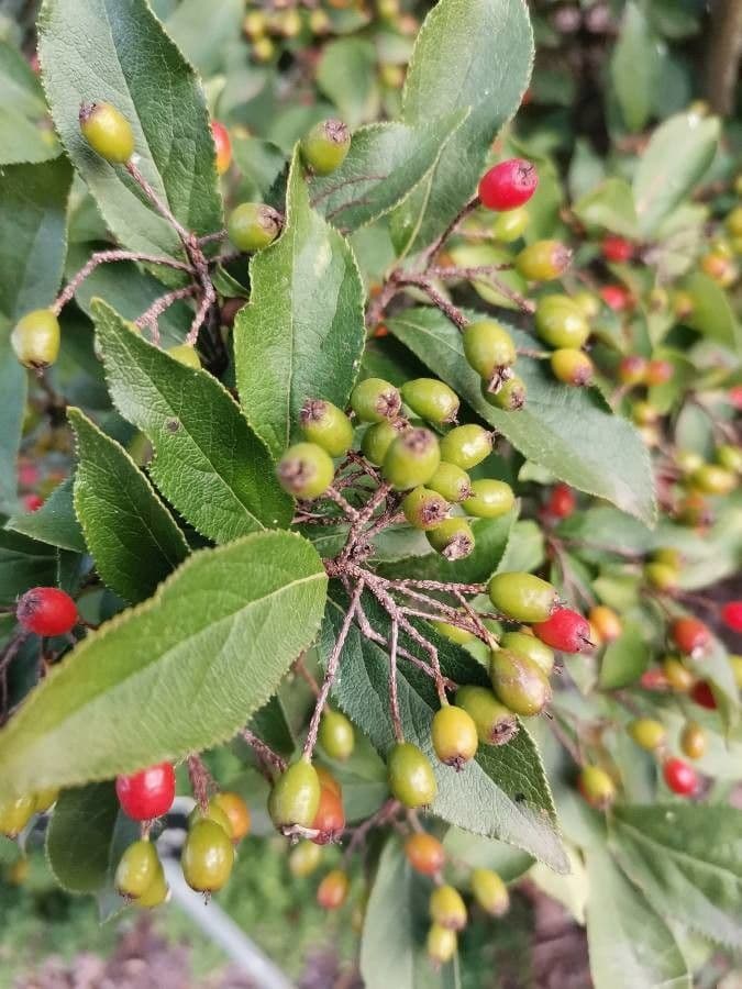 Photinia villosa