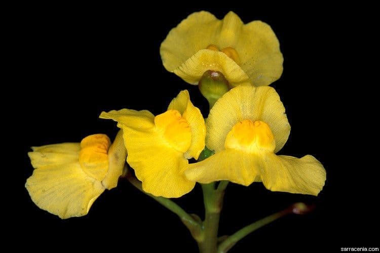 Utricularia foliosa 7