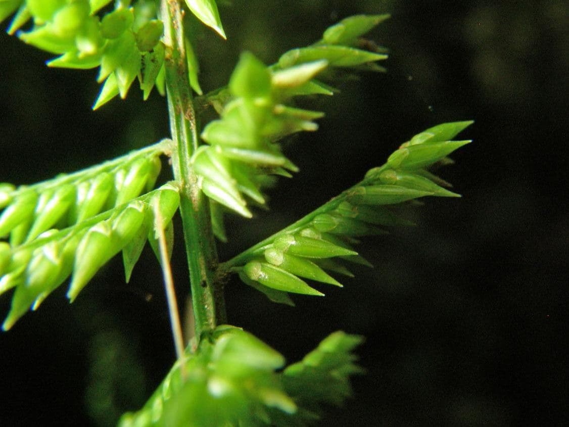 Ocellochloa stolonifera 6