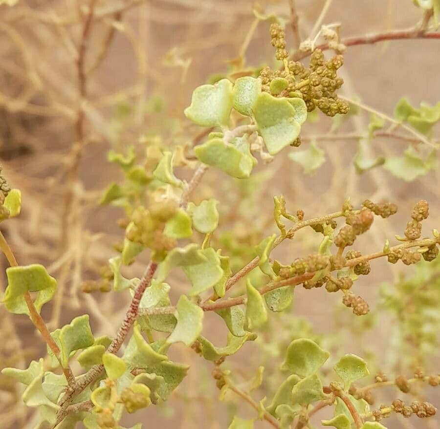 Atriplex 3