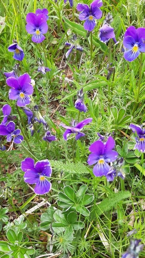 Viola gialla