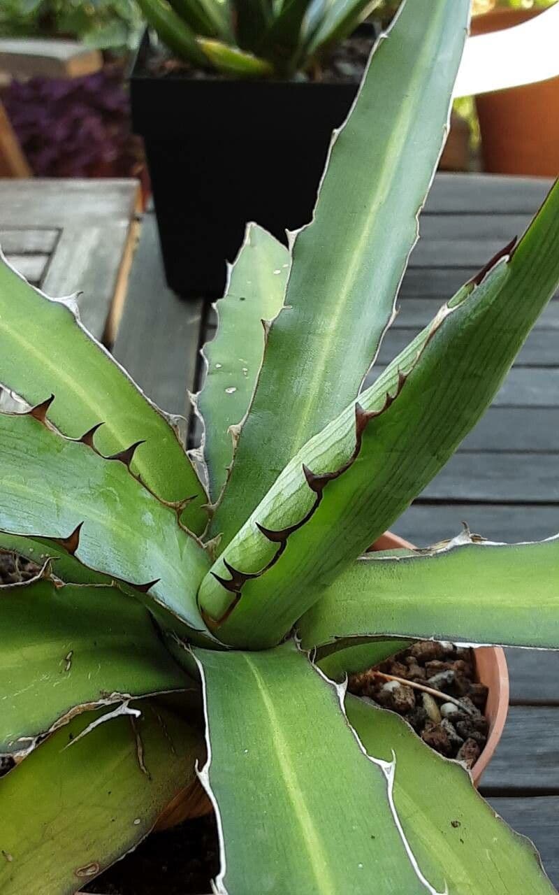 Agave