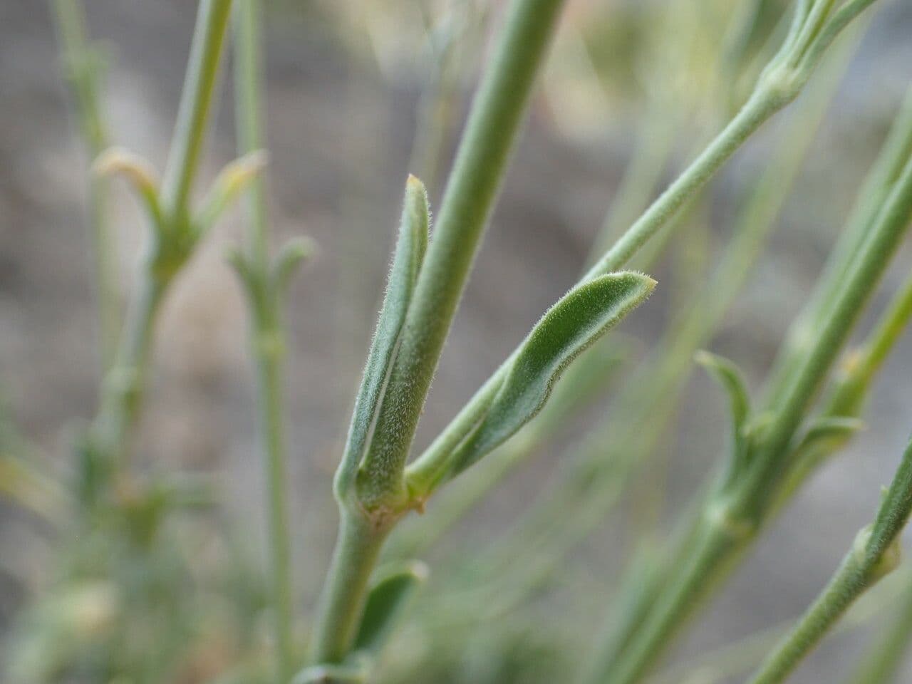 Silene agrupada 7