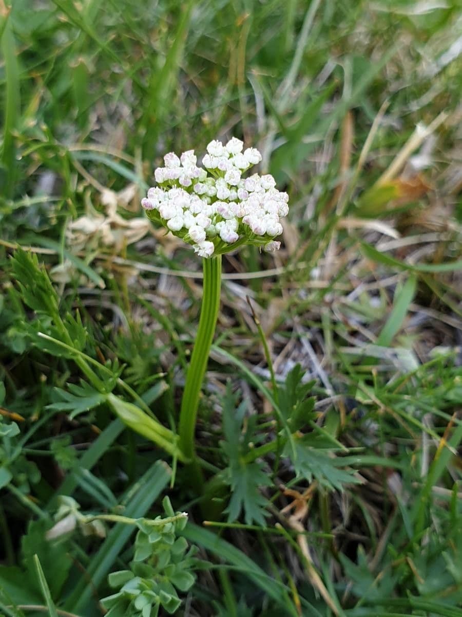 Endressia pyrenaica 2