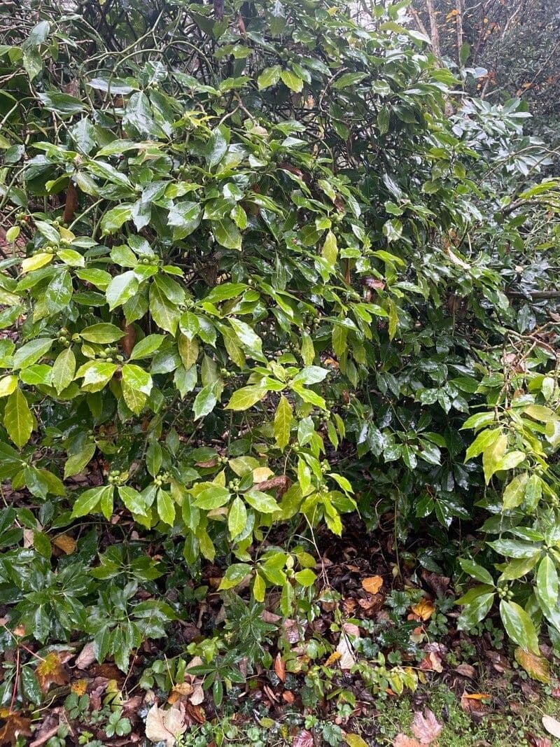 Aucuba giapponese 12