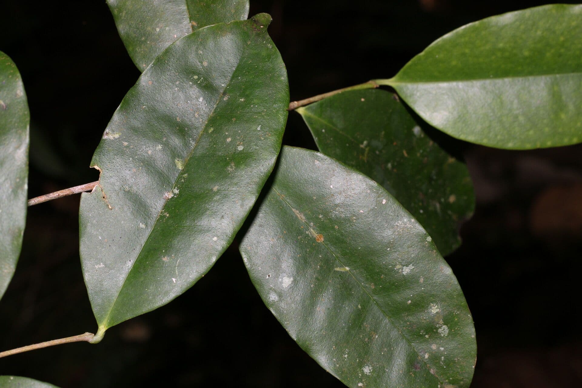 Eugenia 11