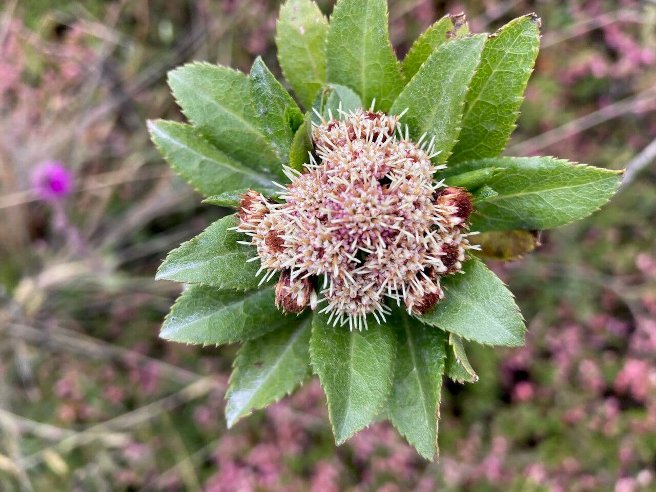 Plum-leaved Baccharis 6