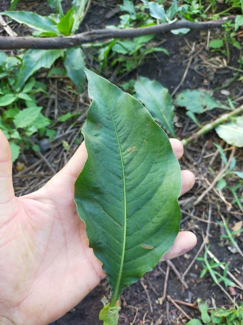 Persicaria 12