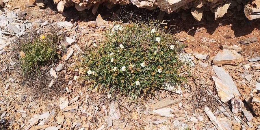 Helianthemum almeriense 9