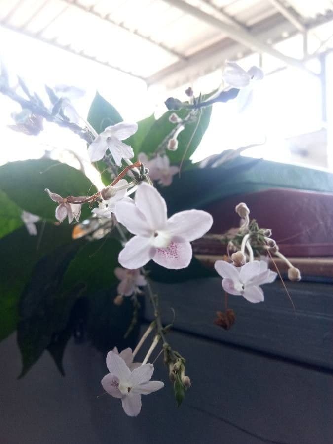 Pseuderanthemum 2