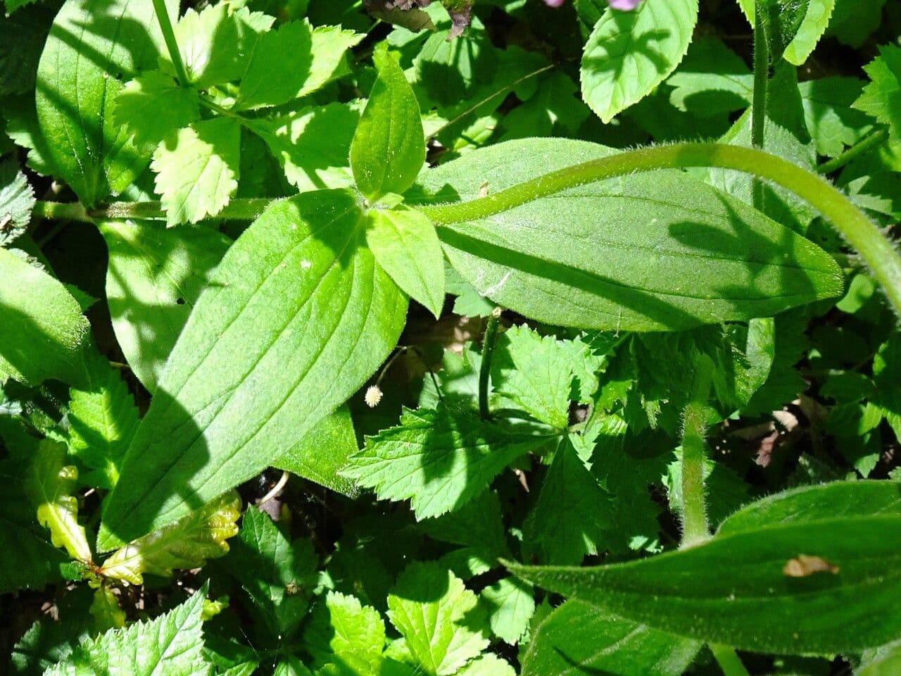 Silene dioica 18