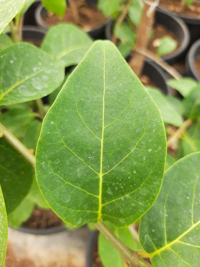 Juanulloa mexicana 10