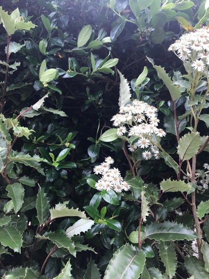 Olearia macrodonta 5