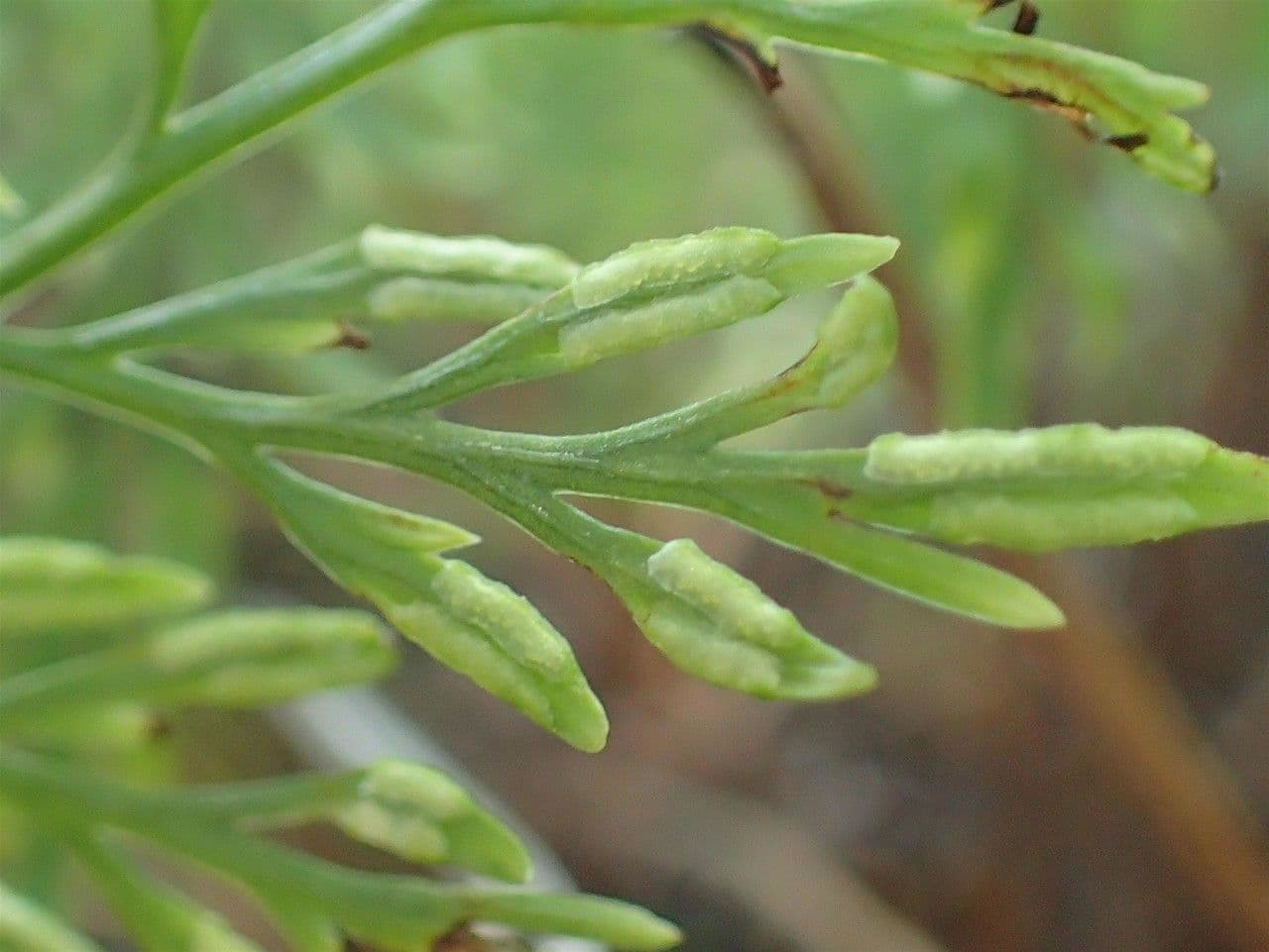 Onychium japonské 6