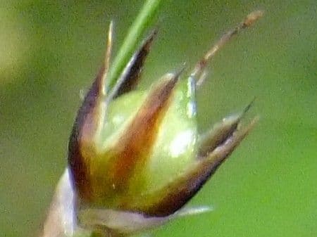 Kosmatka Forstera 3