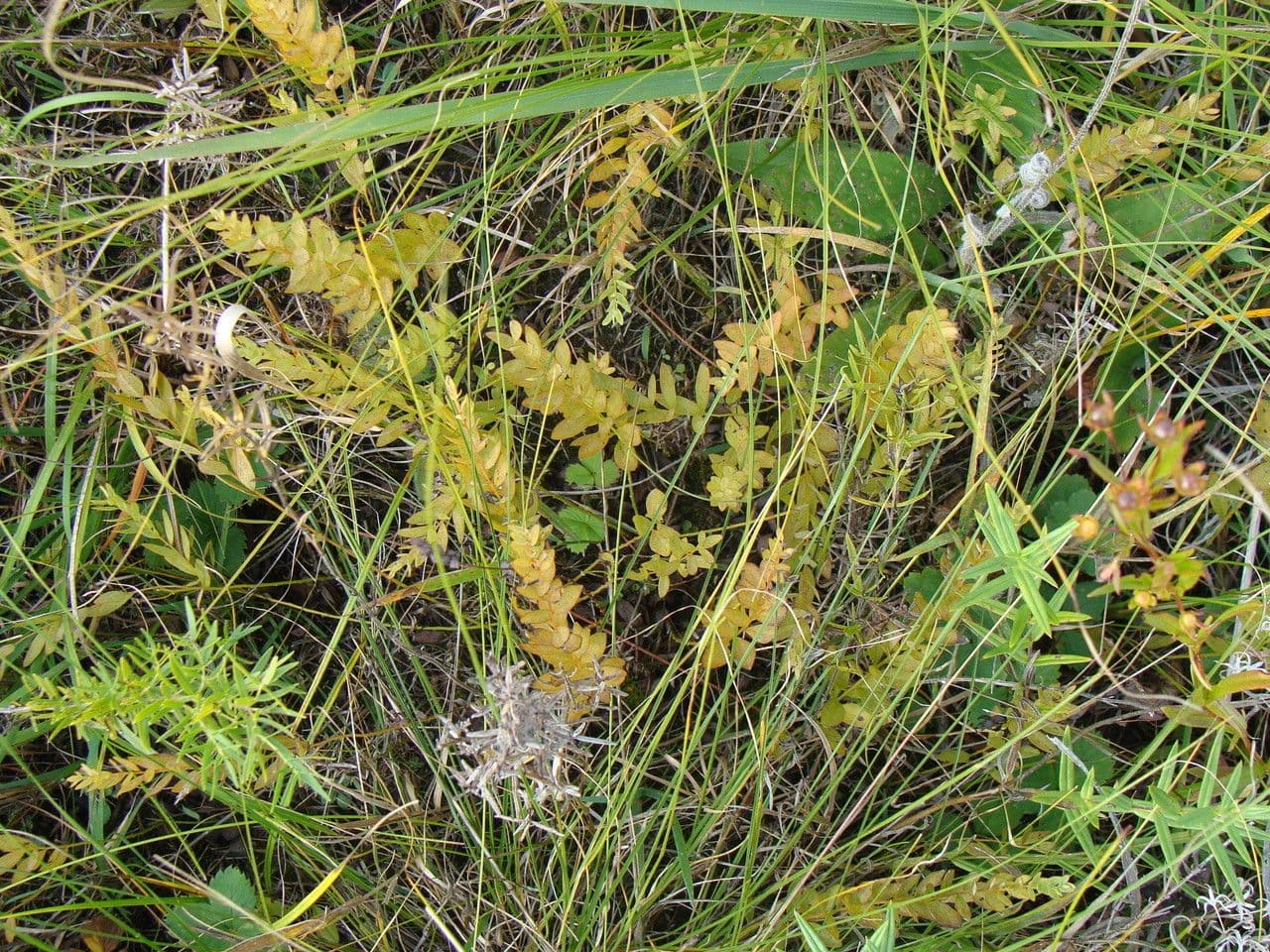 Comandra umbellata 10