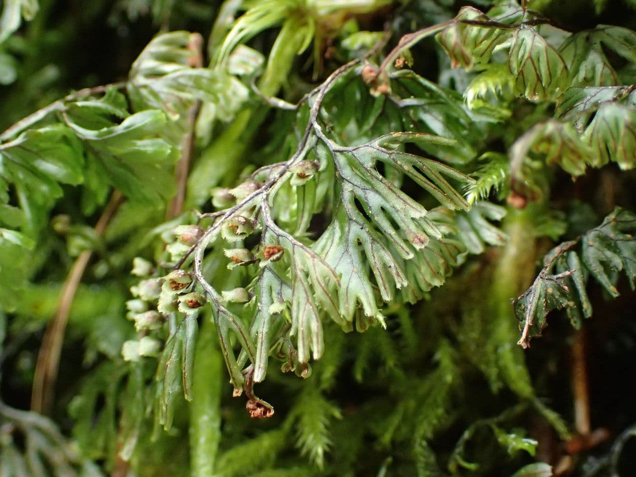 Braunes Hymenophyllum 5