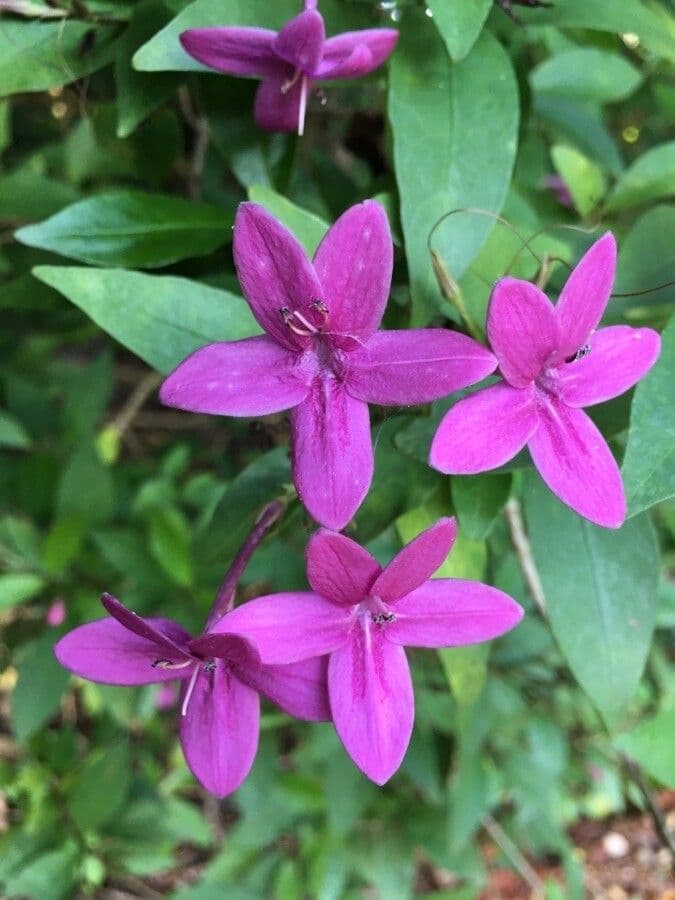 Pseuderanthemum 3
