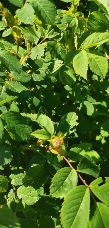 Rosa rugosa 10