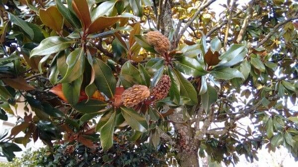 Magnolia grandiflora 26