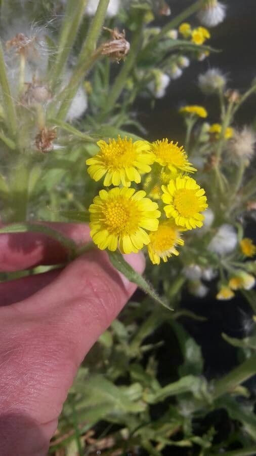Tephroseris di palude 2