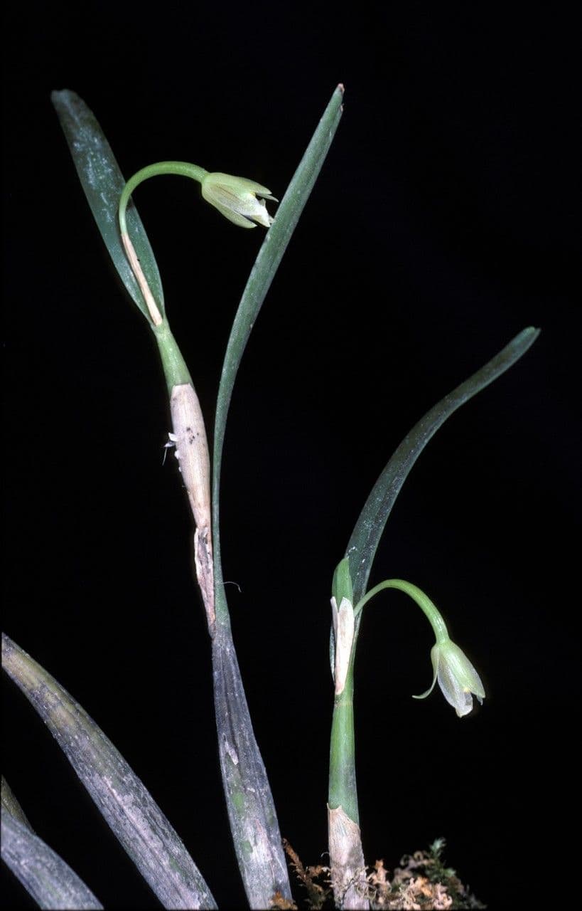Scaphyglottis
