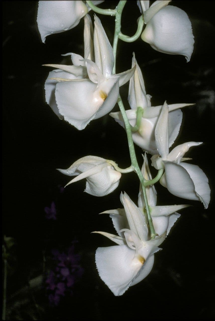 Catasetum