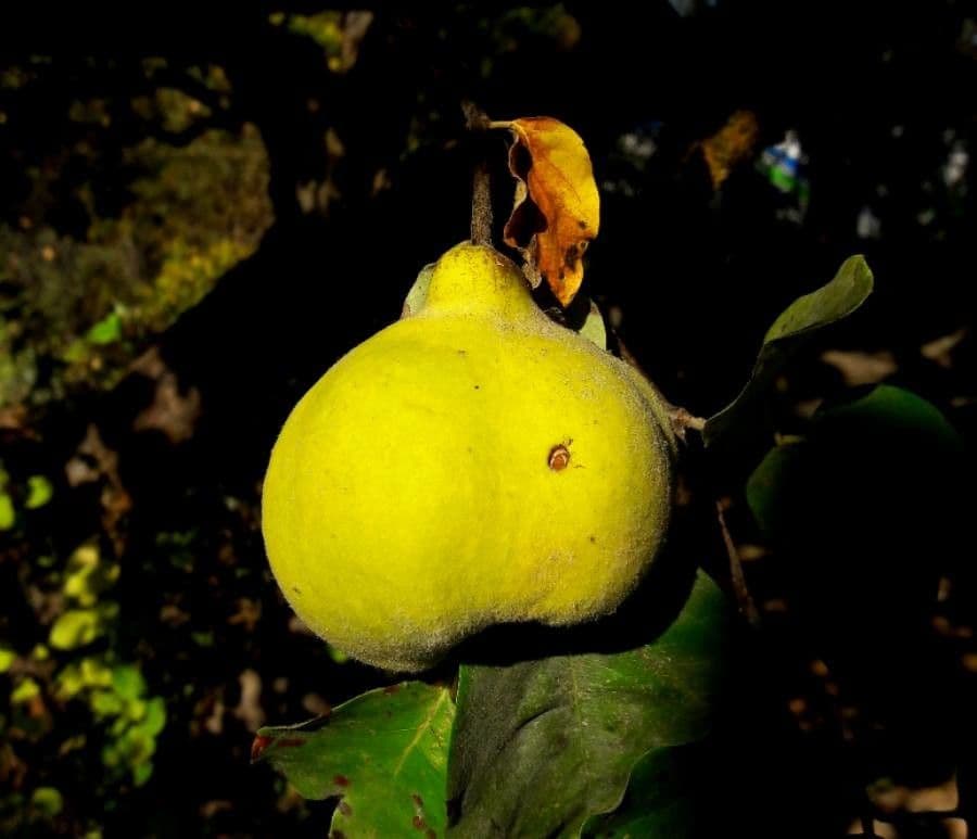 Cotogno 2