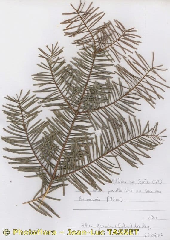 Sapin géant 20