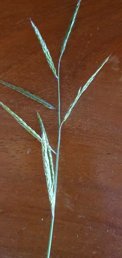 Eriochloa 4