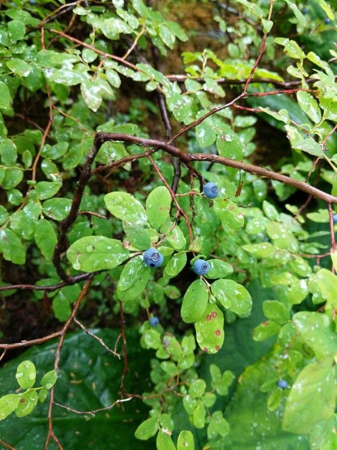 Ovalblättrige Heidelbeere 3