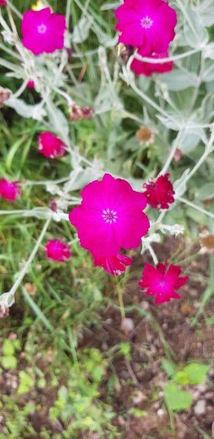 Silene coronaria 8