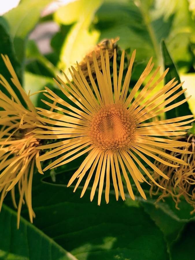 Inula 2