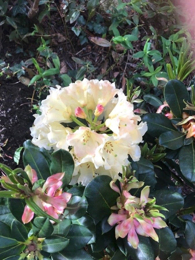 Rododendro massimo 9